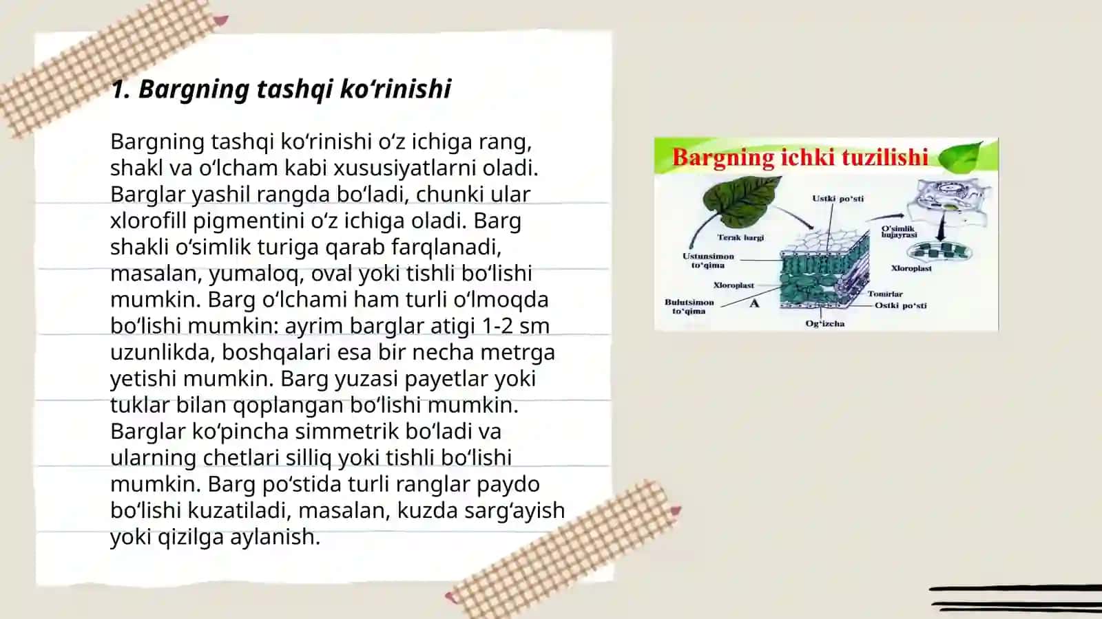 Bargning ichki va tashqi tuzilishi 3