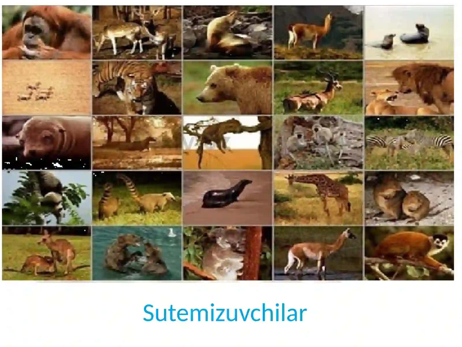 Sutemizuvchilar 3