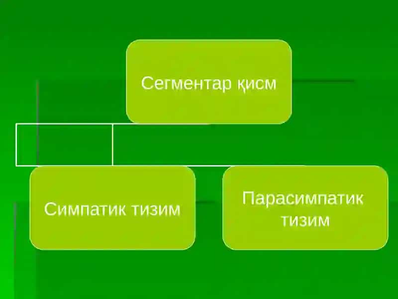 ВЕГЕТАТИВ АСАБ ТИЗИМ 3