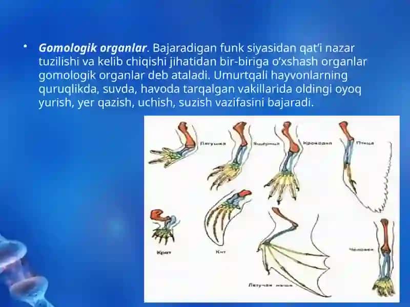 Evolutsiyani Isbotlashda Solishtirmaanatomiya 3