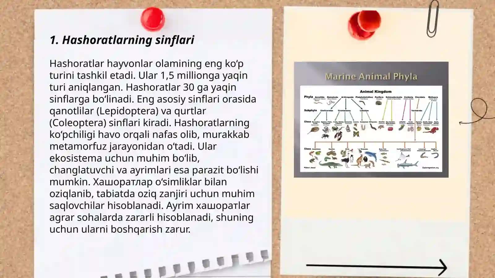 Hayvonlar xilma-xilligi 3