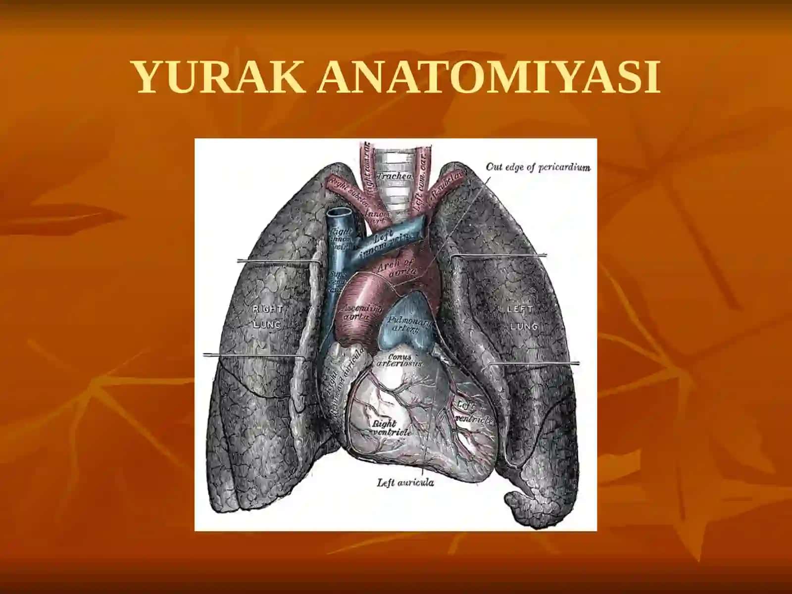 YURAK ANATOMIYASI 3