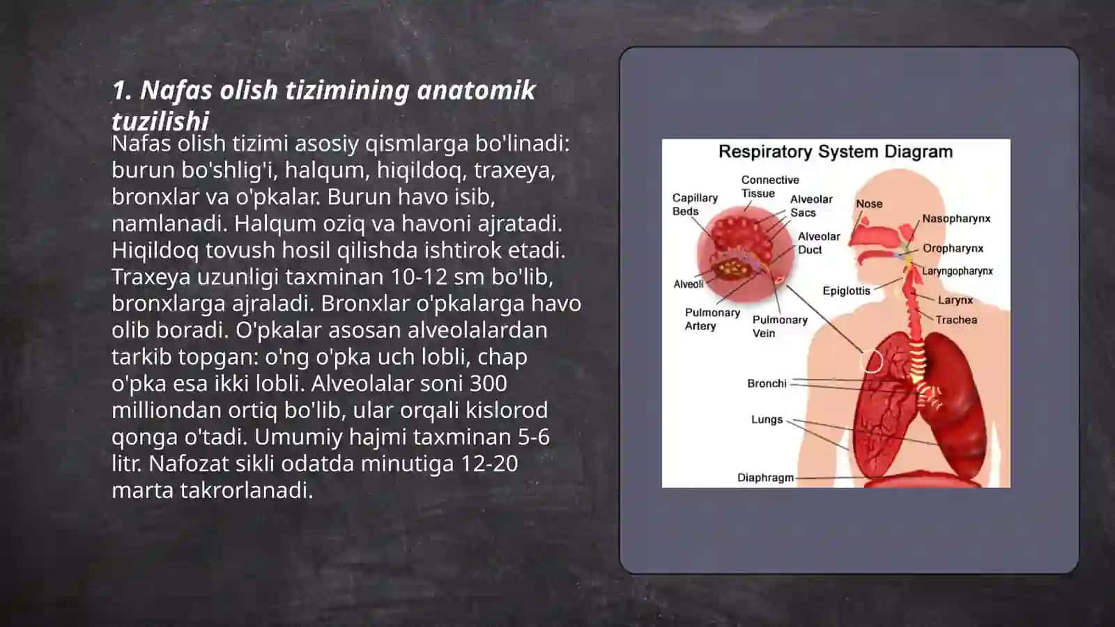 Nafas olish organlari 3