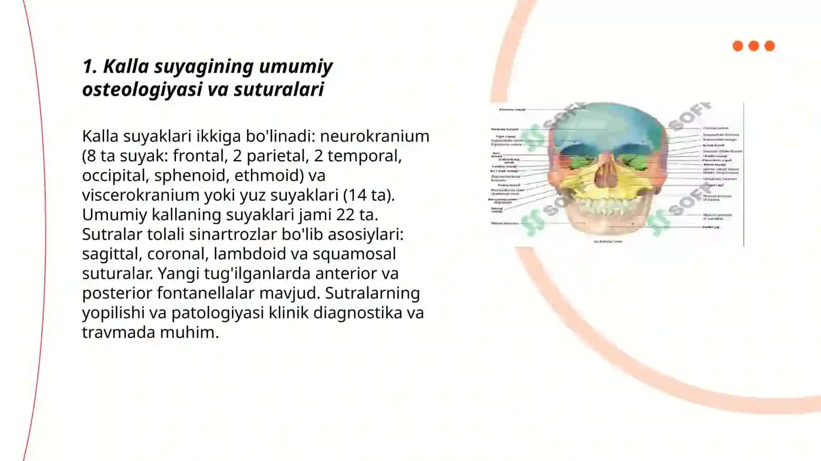 Kallaning klinik anatomiyasi 3