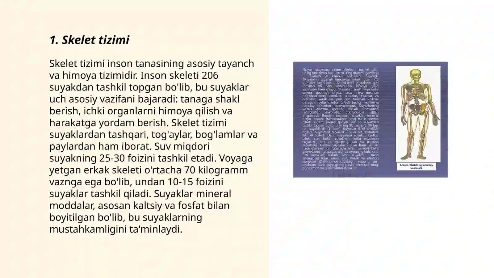 Skelet tizimi 3