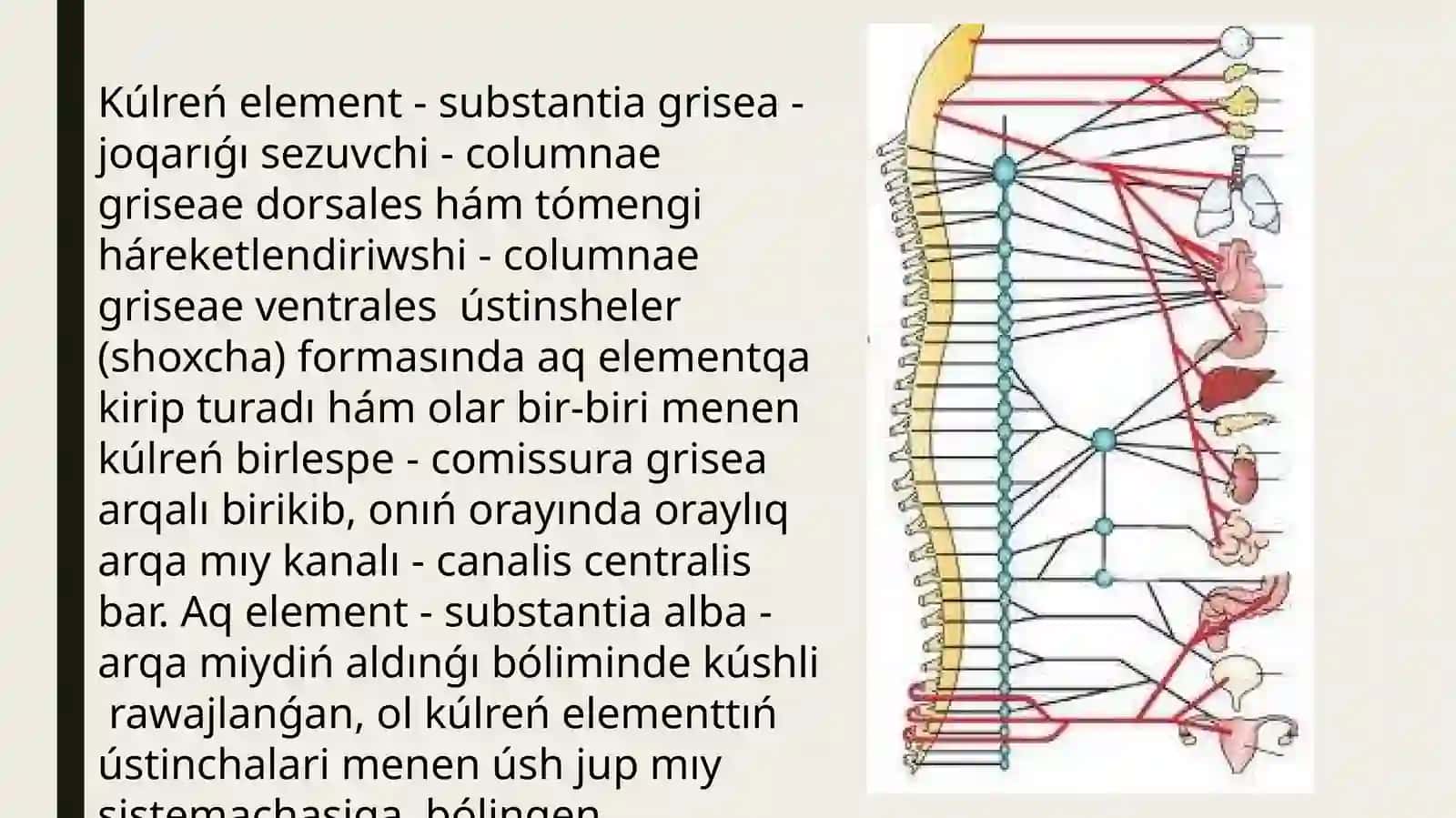Arqa miy ham bas miy nervlerinin topografiyasi 3