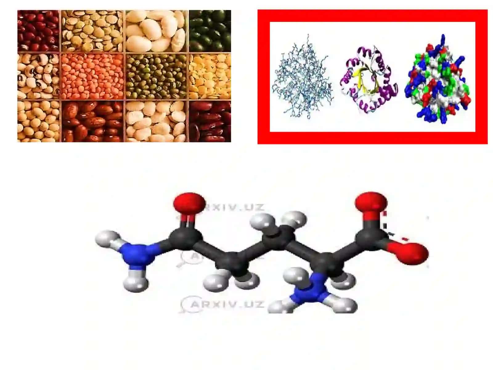 Proteopatiyalar‘’mavzusida 3