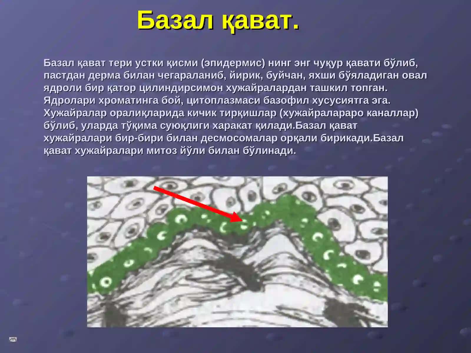 Мейёр терининг тузилиши 3