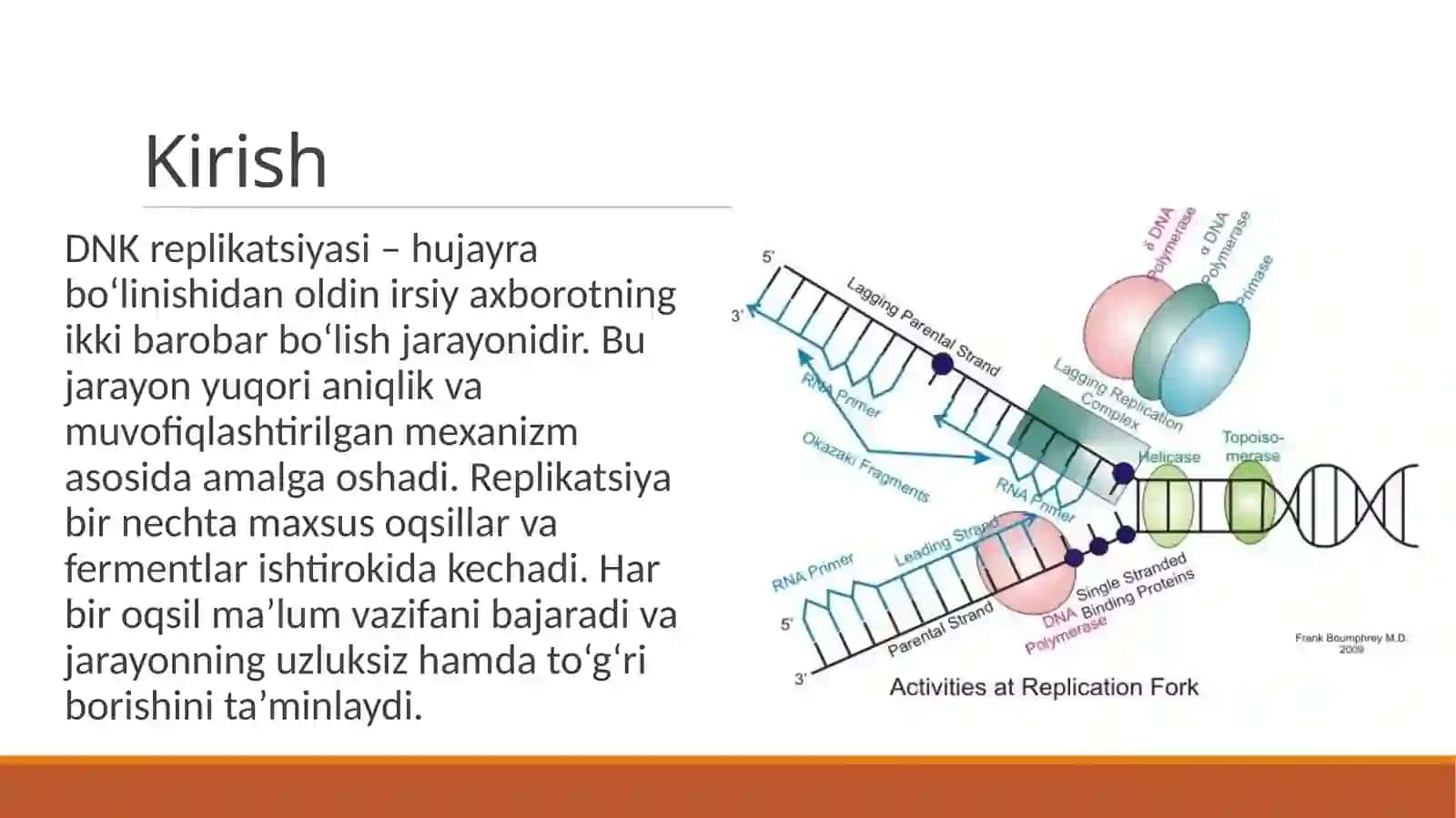 Replikatsiyada qatnashuvchi oqsil xillari 3