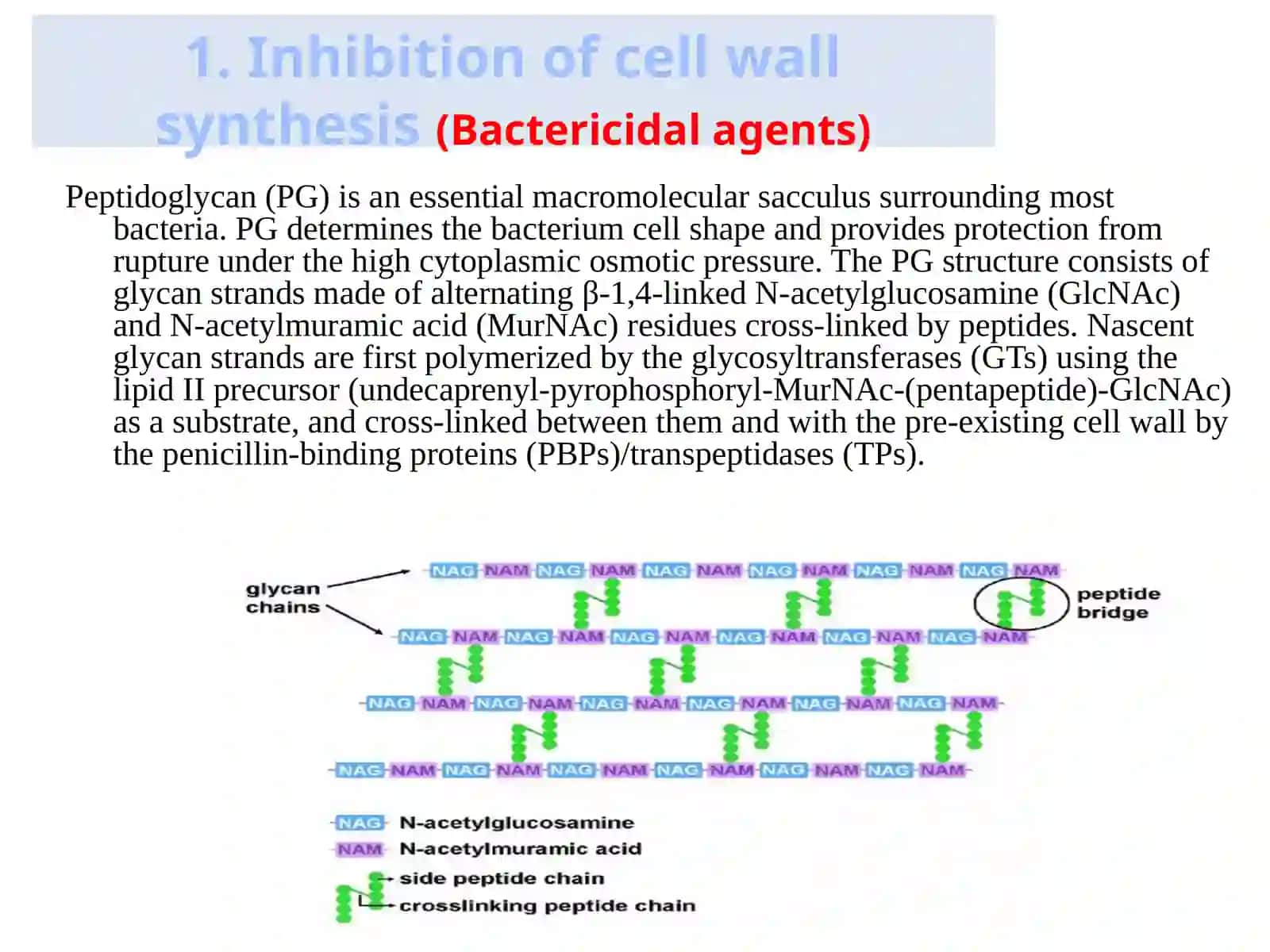 Mode of Antibiotics action 3