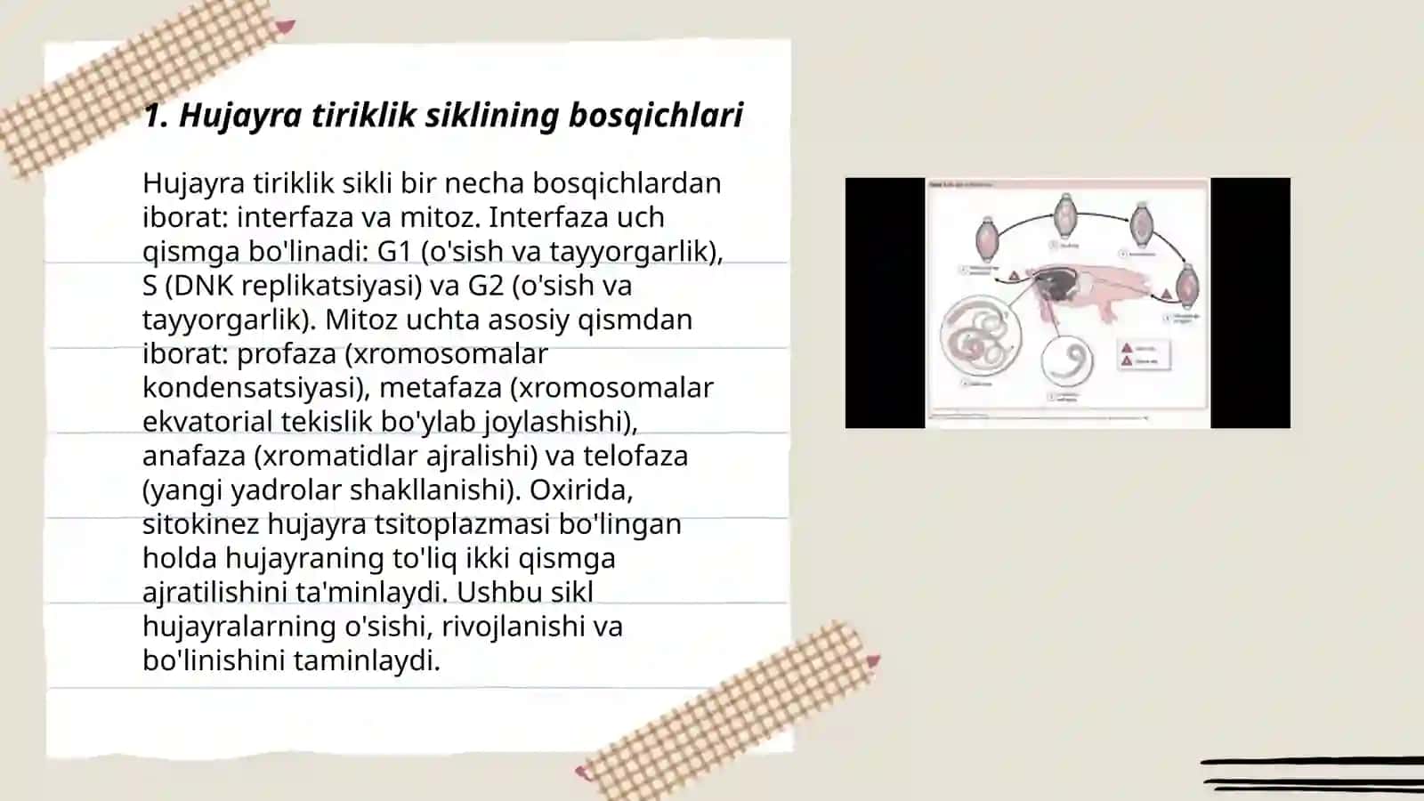 Hujayra tiriklik sikli 3