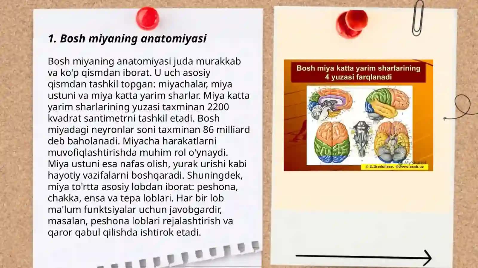 Bosh miyaning anatomiyasi 3