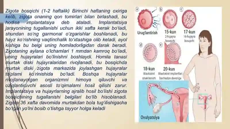 Ontogenezning ilkbosqichlari 3
