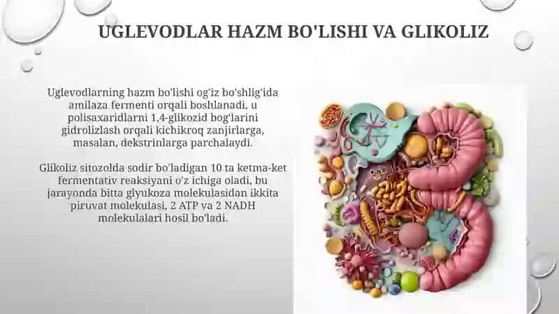 Hujayrada uglevodlar(gulikoza) ning hazm boʻlishi 3