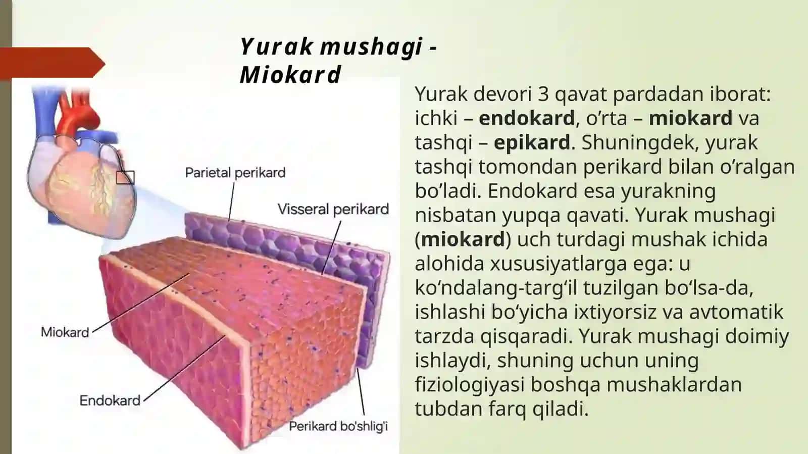 Yurak mushaklari fiziologiyasi 3
