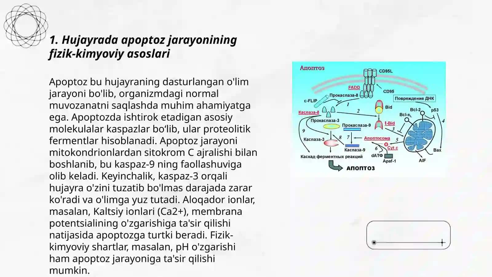 Hujayrada apaptoz jarayonining borishi 3