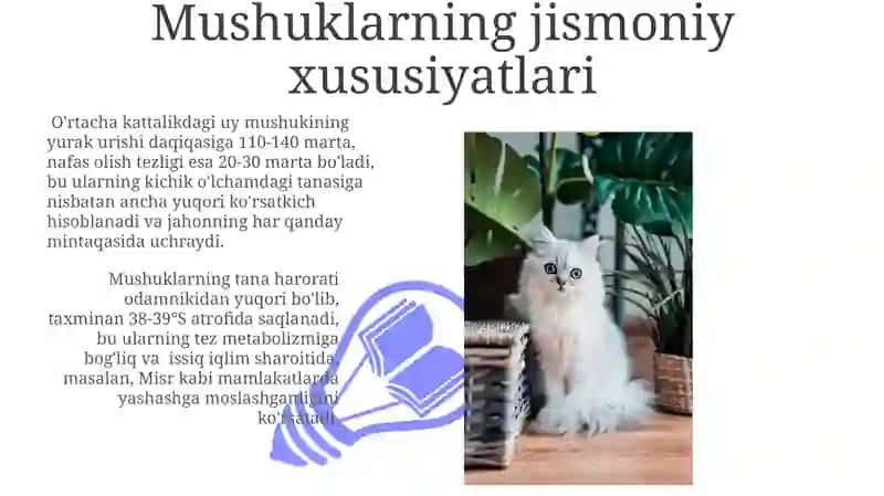 Mushuklar haqidagi maʼlumotlar 3