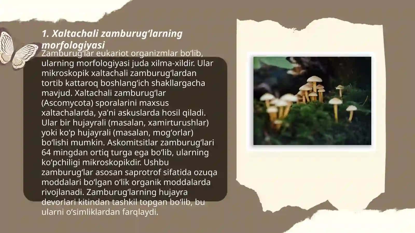Xaltachali zamburugʻlar 3