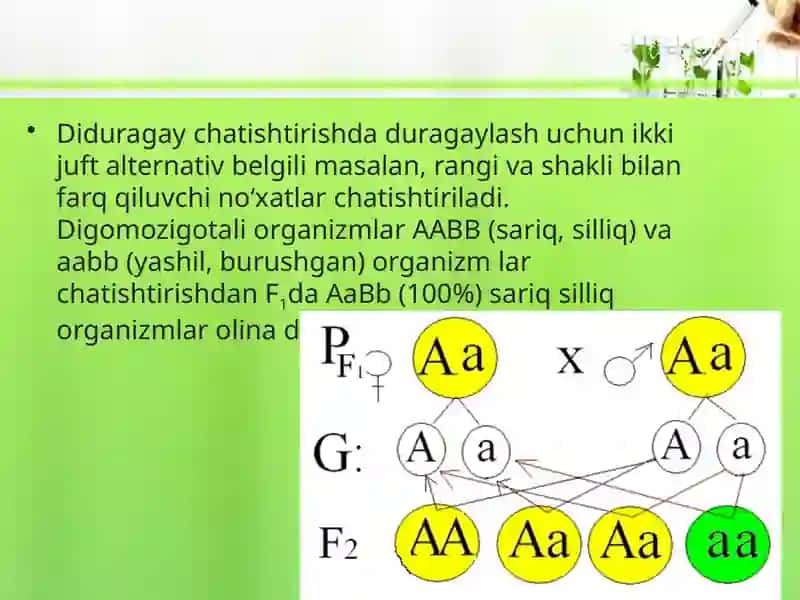 Diduragay VA Poliduragay Chatishtirish 3