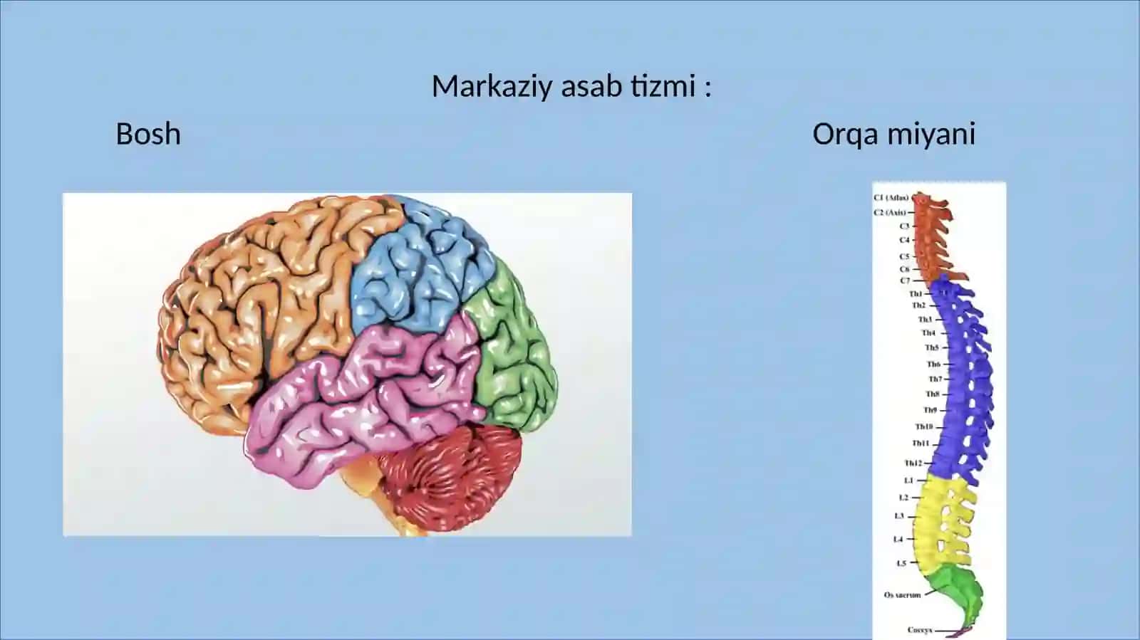 Xulqatvorni psixofiziologikasosi 3