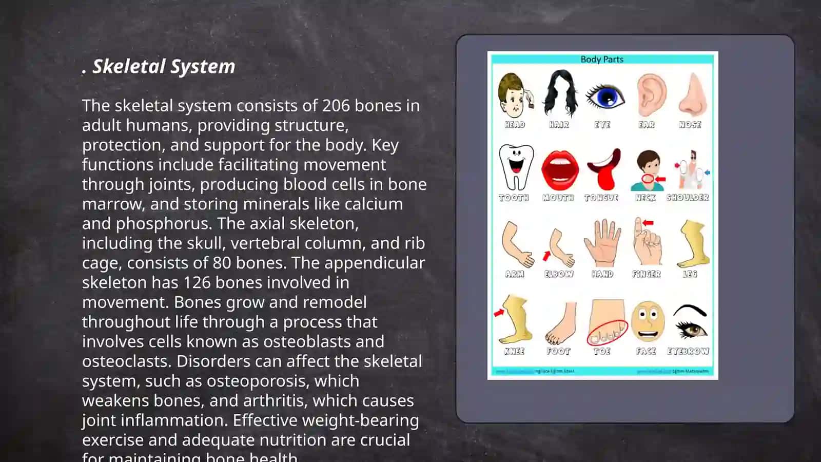 Skeletal System 3