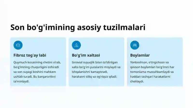 Son bo'g'imi anatomiyasi va mexanikasi 3