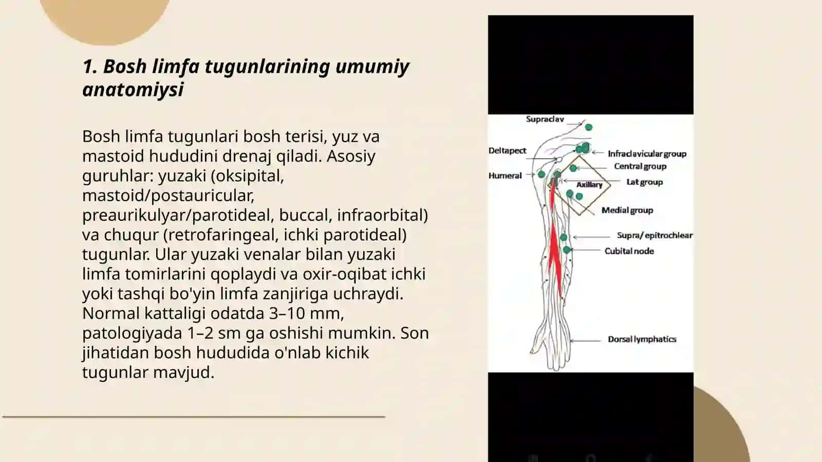 Bosh va qol limfa tizimi anatomiyasi 3