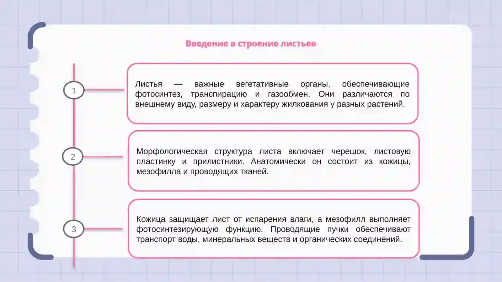 "Морфологическое и анатомическое строение листьев" 3