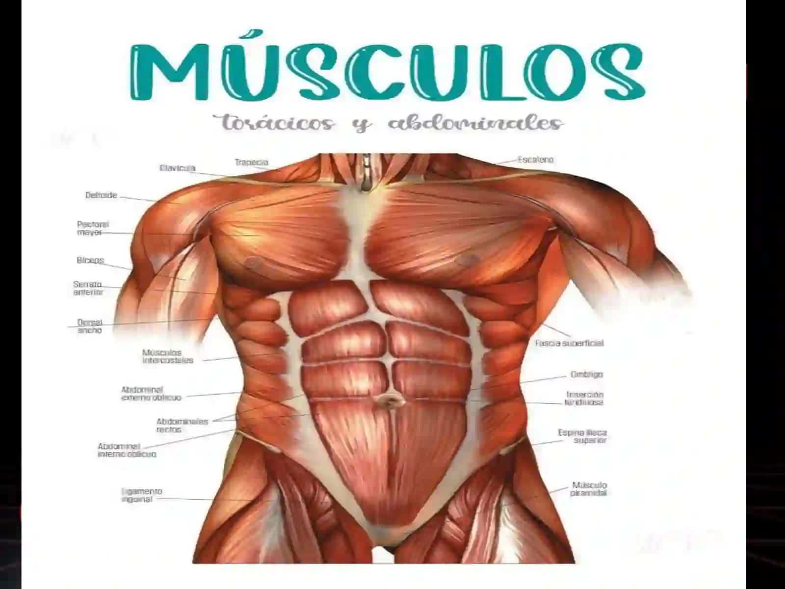Anatomiya,fiziologiya va patologiya 3