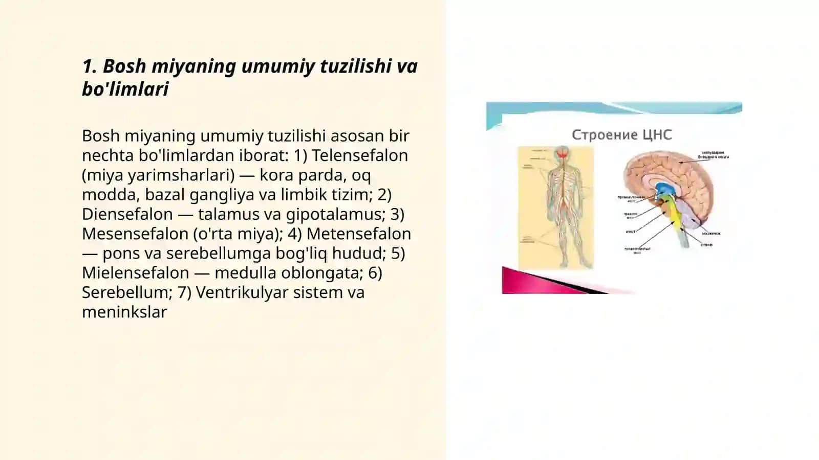 Bosh miyaning tuzilishi 3