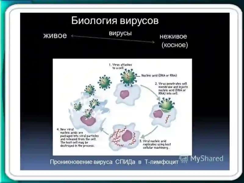 Umumiy virologiya 3