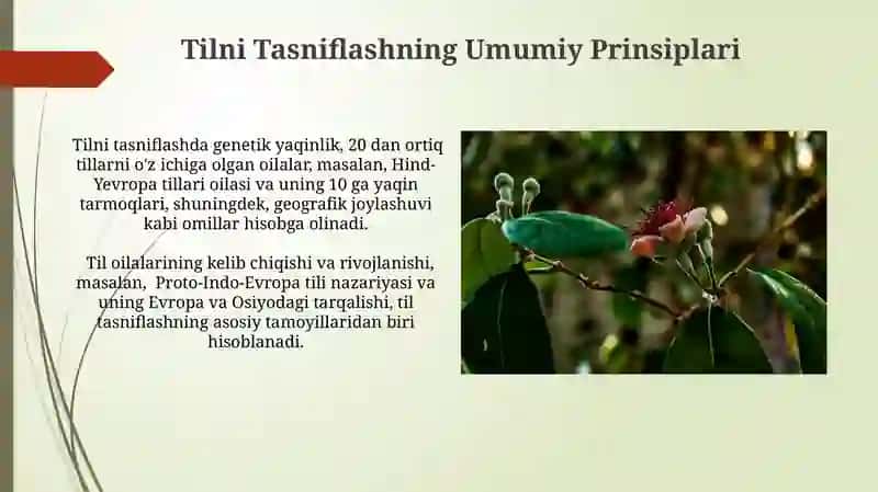 Til tasnifining Turlari 3