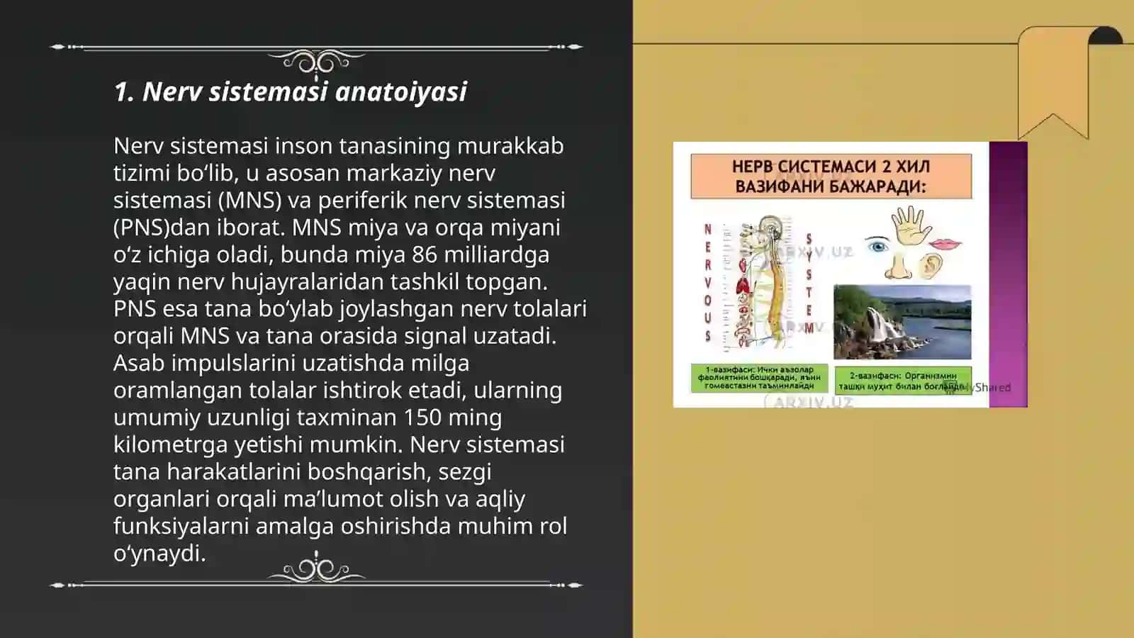 Nermirtinlarning ayirish, nerv hamda jinsiy sistemasi 3