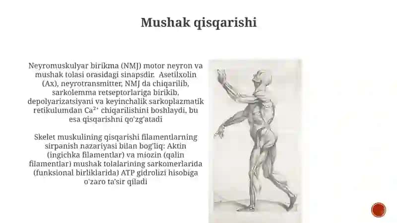 Muskul tizmi 3