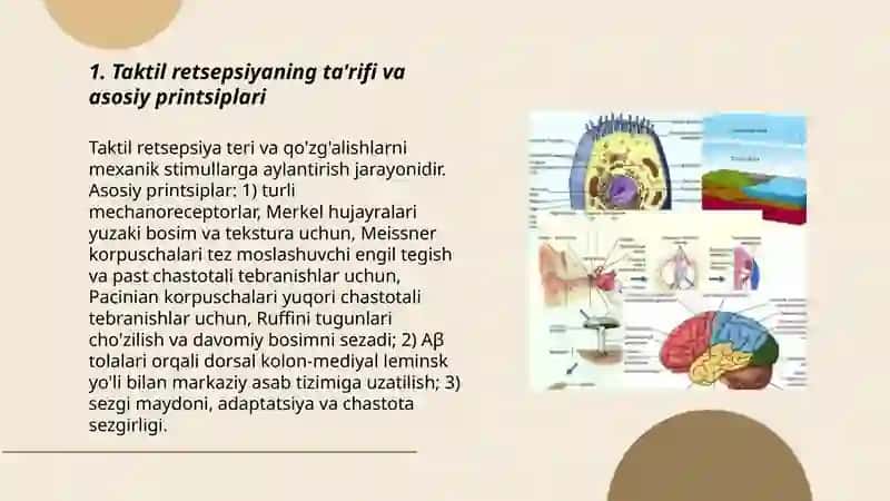 Taktil va harorat retsepsiyasi 3