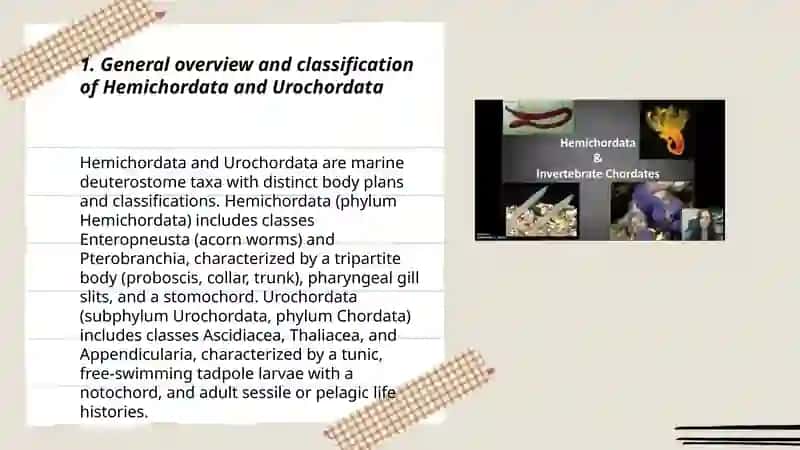 Subphyla Hemichordata and Urochordata 3