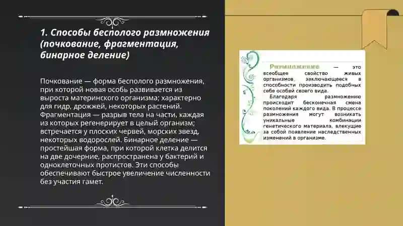 Размножения организмов 3
