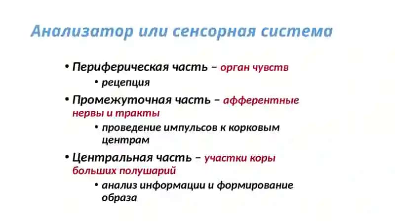 Обонятельный анализатор 3