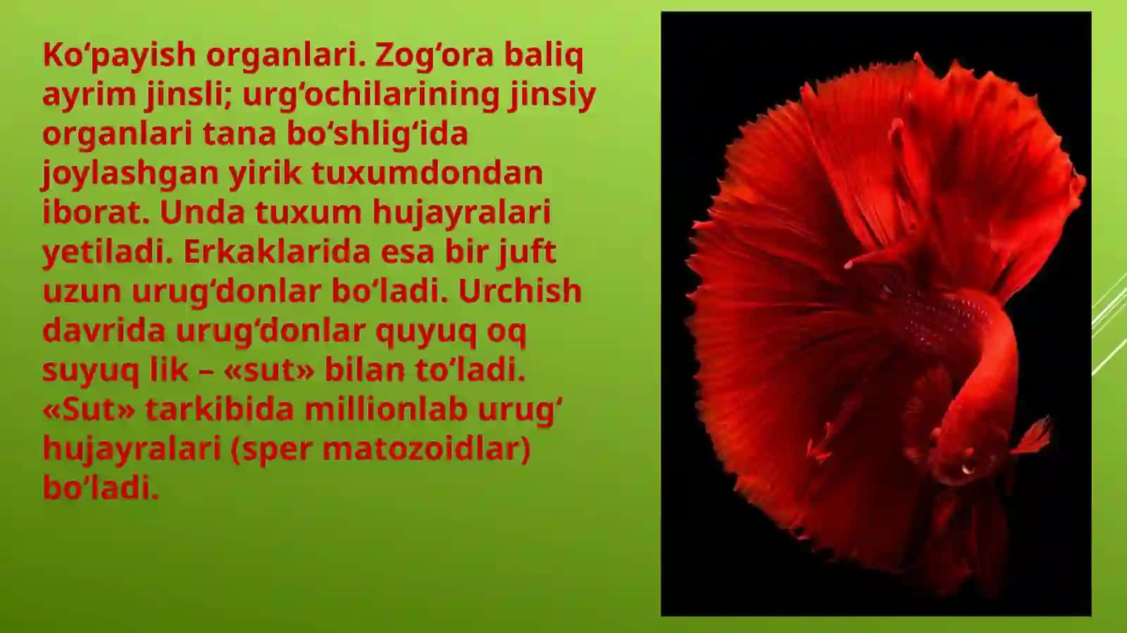 Baliqlarning ko’payishi va rojlanishi 3