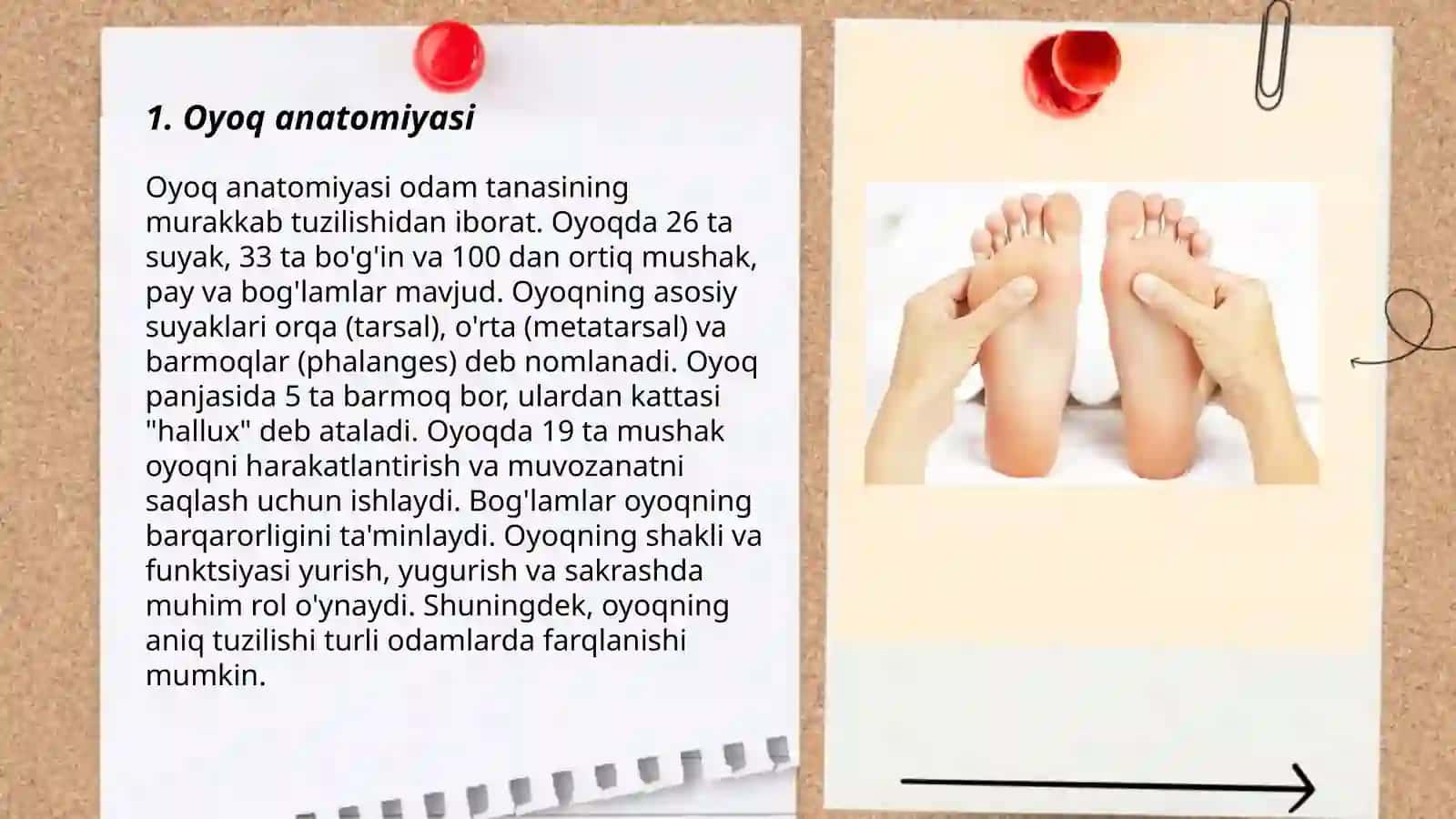Oyoq anatomiyasi 3