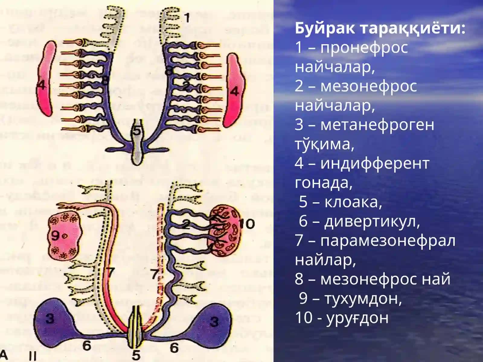 Буйрак 3