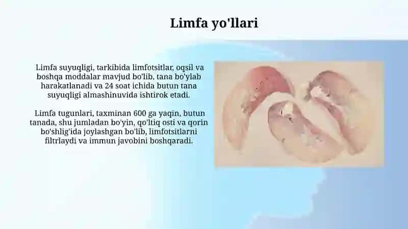 Immun tizimining markaziy va periferik a’zolari 3