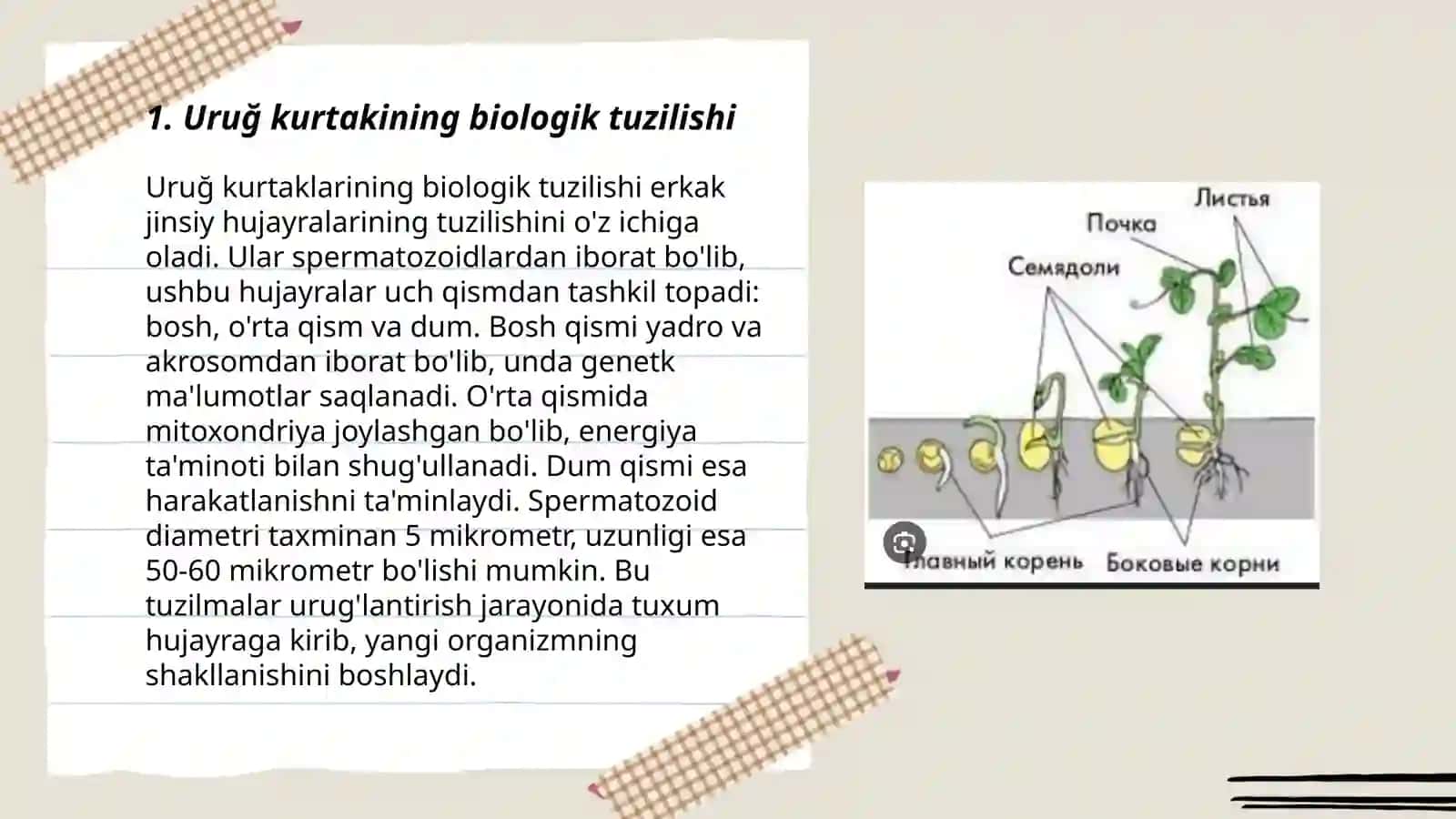 Uruğ kurtakning rivojlanishi 3