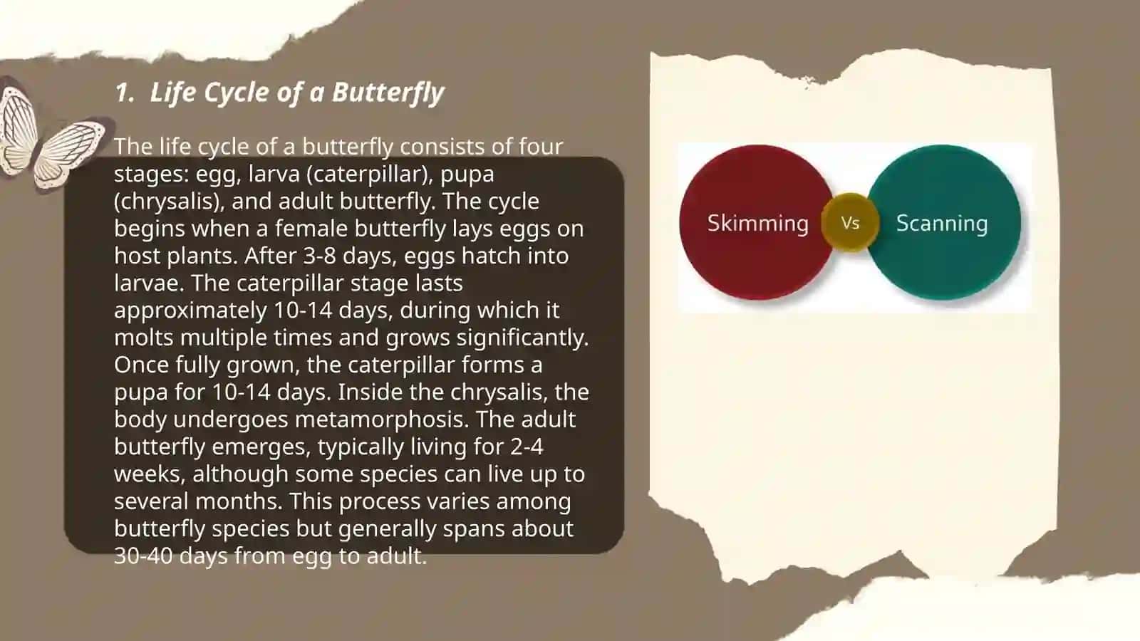 Life Cycle of a Butterfly 3