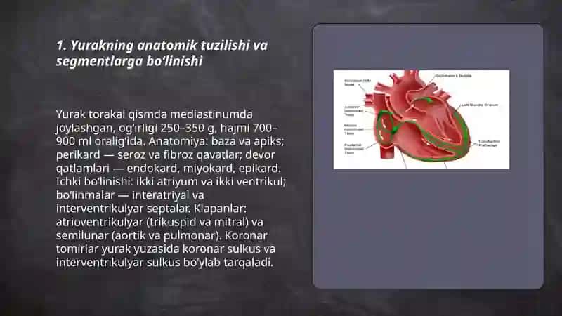 Yurakning morfofunksional tasnifi 3