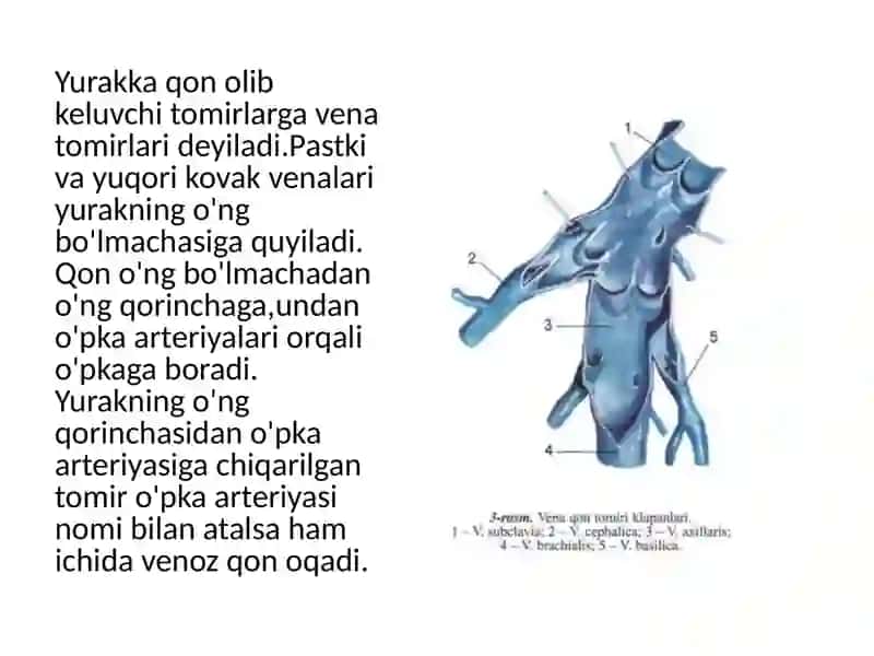 Tomirlar sistemasi haqida ta'lim 3