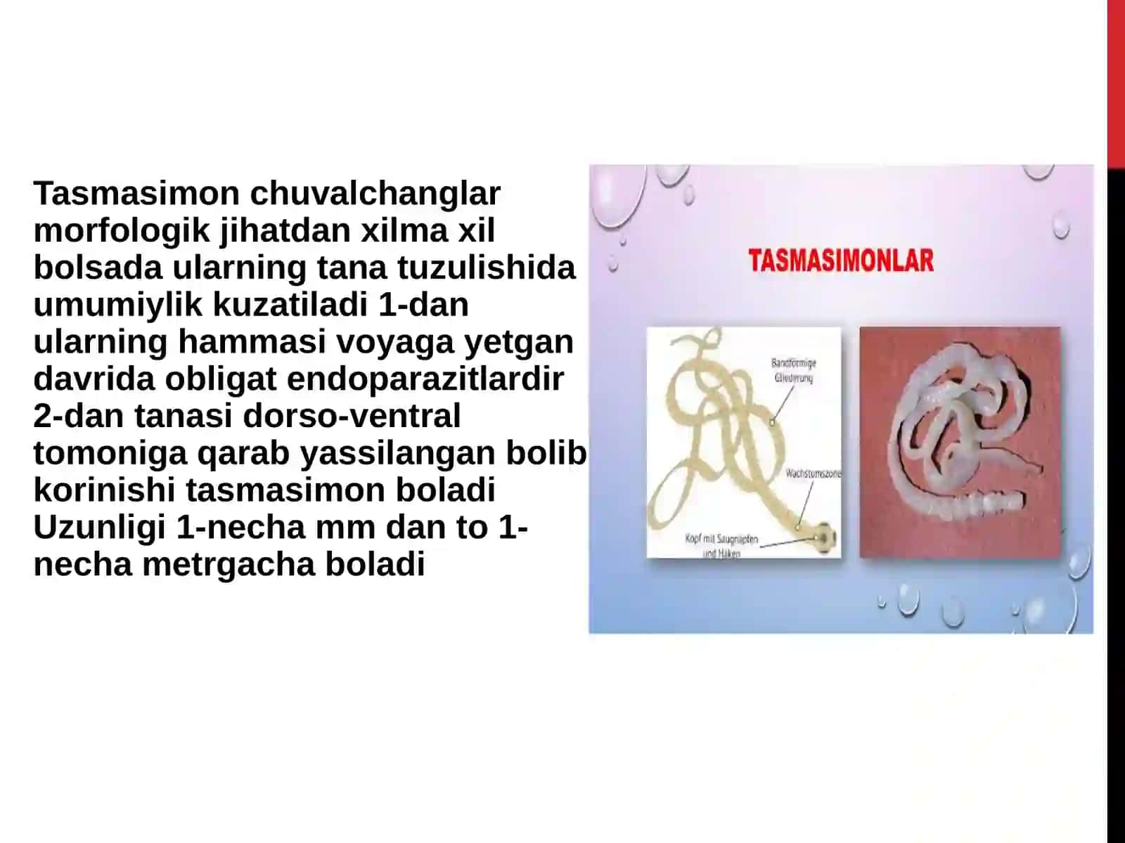 Tasmasimon chuvalchanglar-odam parazitlari 3