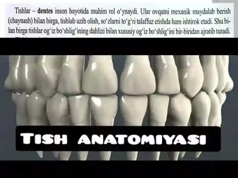 Tishlarning umumiy anatomiyasi 3