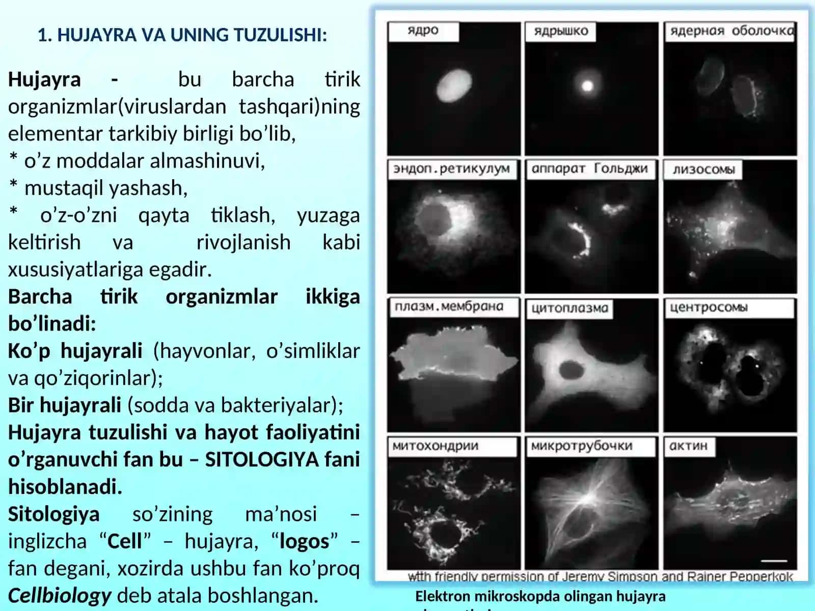 Hujayra va uning tuzulishi 3