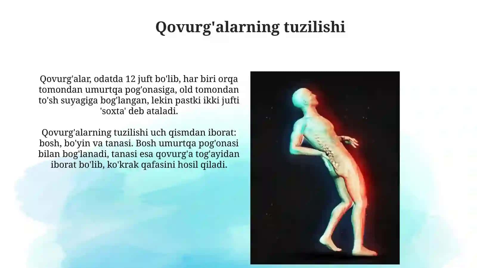 Inson organizmidagi qovurg'alar 3